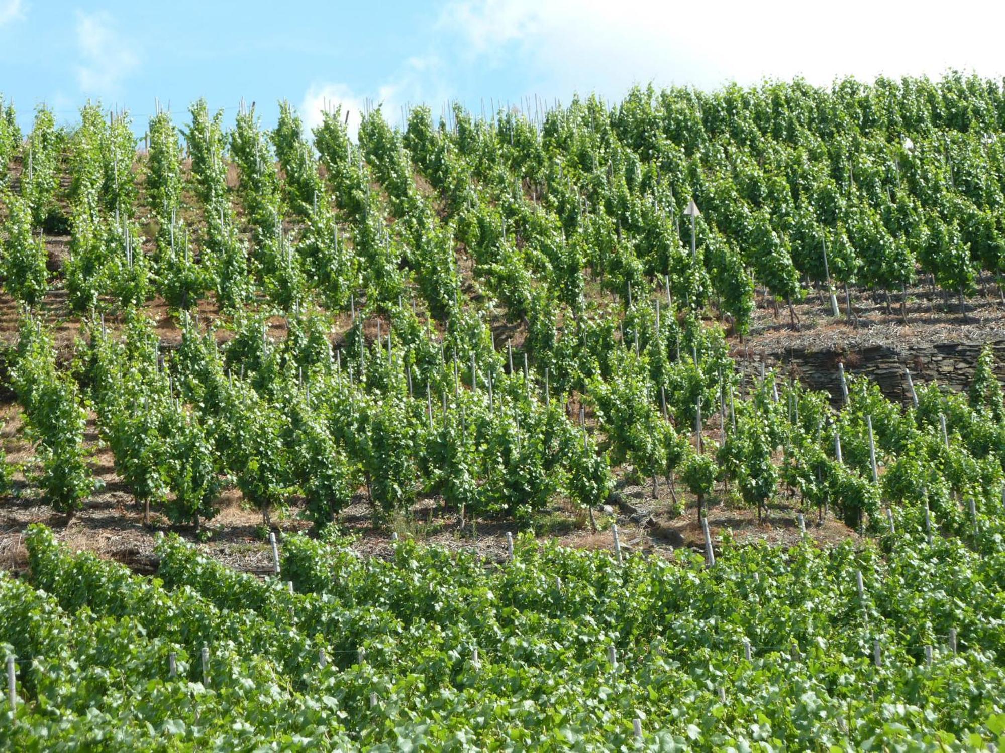 Relaxen Im Weindorf Mayschoss Fewo 4 Eksteriør bilde